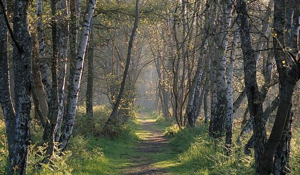 Watch for Robin Hood and his band of Merry Men as you stroll through Sherwood Forest!