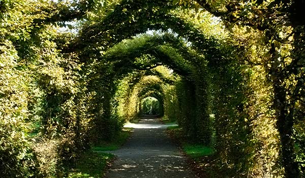Birr Castle Gardens are full of rare plants, trees, flowers, wildlife and rivers. 