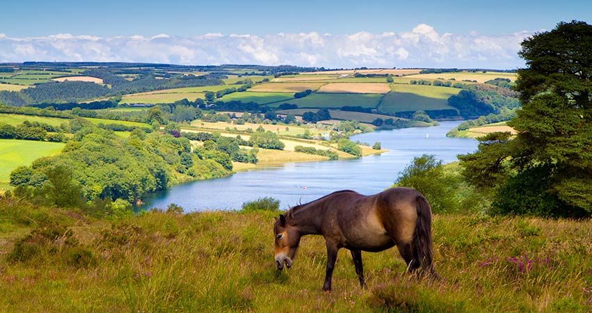 Wild pony grazing in Exmoor National Park with rolling hills and river in the background.