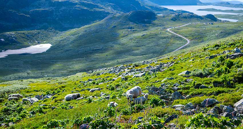 Sheep grazing on a lush green mountainside near Gaustatoppen, Norway, with winding road and lakes in the distance.