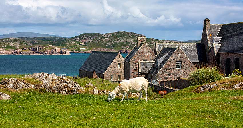 White sheep grazing on a grassy hillside near stone cottages by the sea on the Isle of Iona, Scotland.