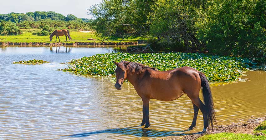 Wild pony standing in a pond surrounded by greenery in New Forest National Park.