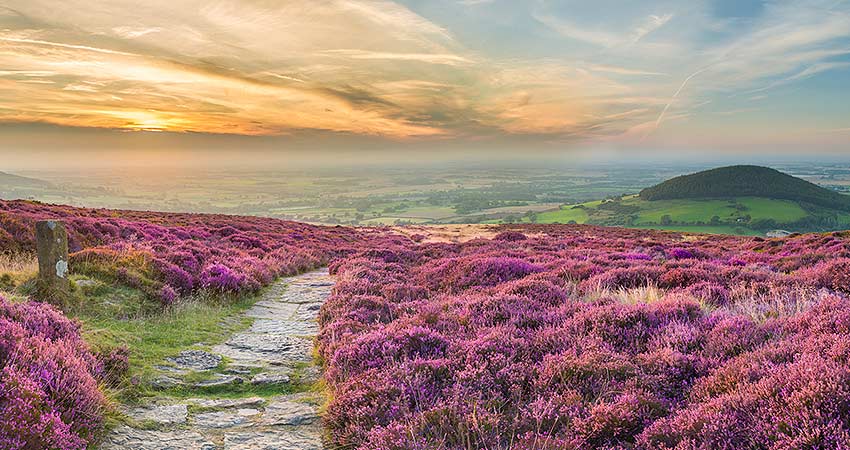 Stone path winding through blooming purple heather in the North York Moors at sunset.