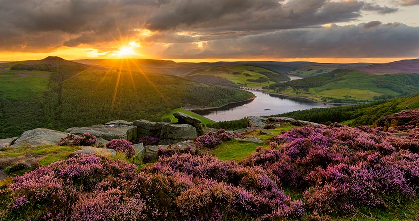 Sunset over the Peak District with blooming heather and a distant reservoir.