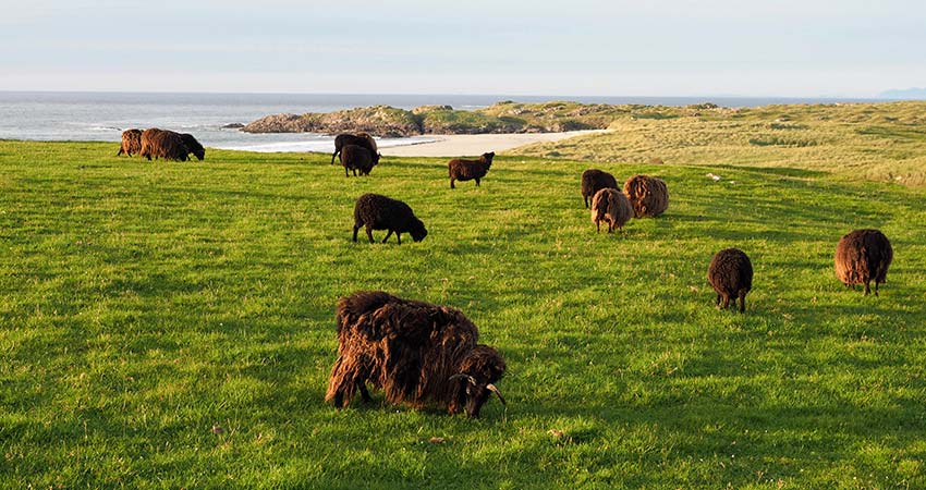Flock of dark brown sheep grazing on a lush green field near a sandy beach on the Isle of Tiree, Scotland.