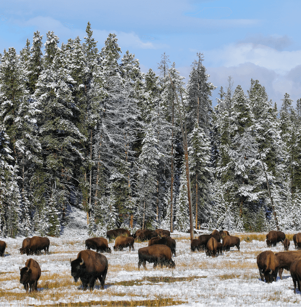 Yellowstone Vacations for Seniors Authentic America