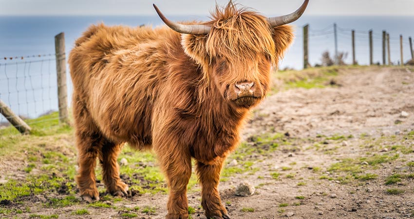 Scotland's Grazing Cows - The Highland Coos