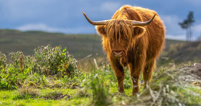 Scotland's Grazing Cows - The Highland Coos