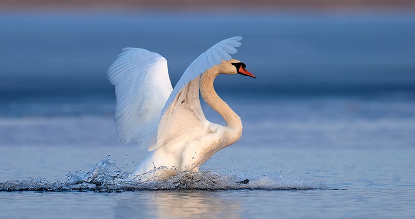 Mute Swan - Danish National Animal
