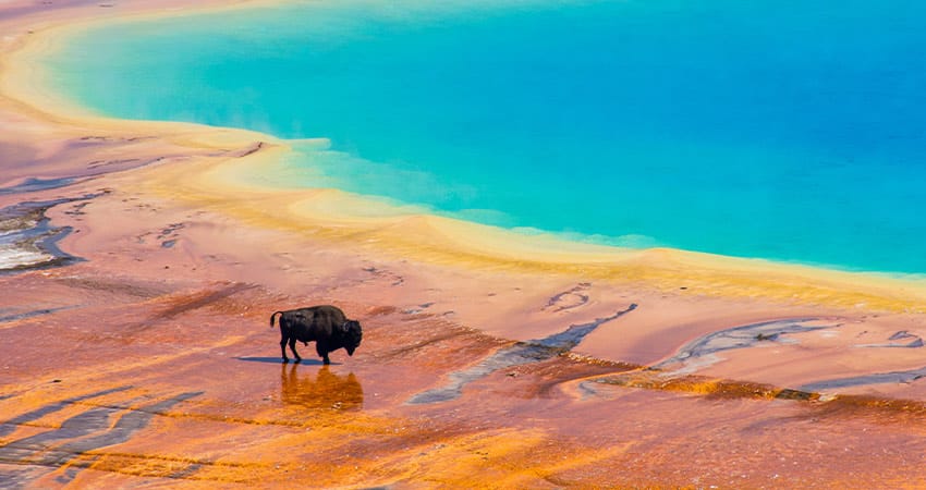 Bison crossing Grand Prismatic Spring in Yellowstone, United States