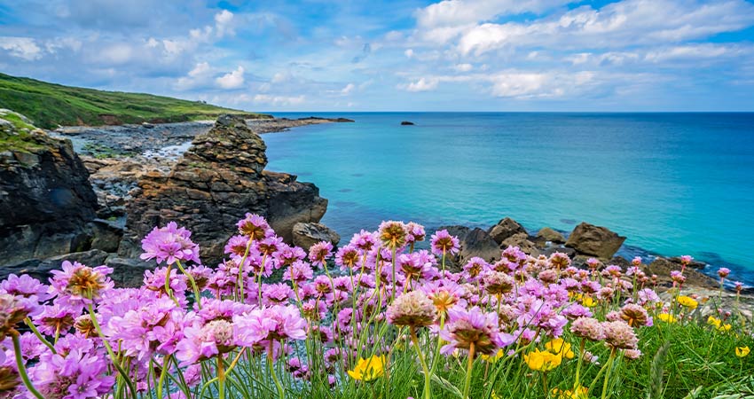 Beautiful view of the coast of St. Ives with flowers in front