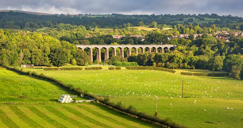 Pontcysyllte Aqueduct in lush green landscape with sheep grazing in front