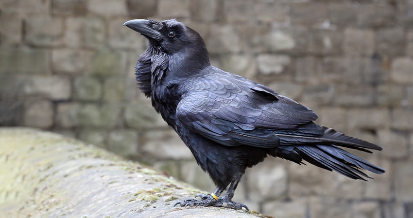 Raven standing guard