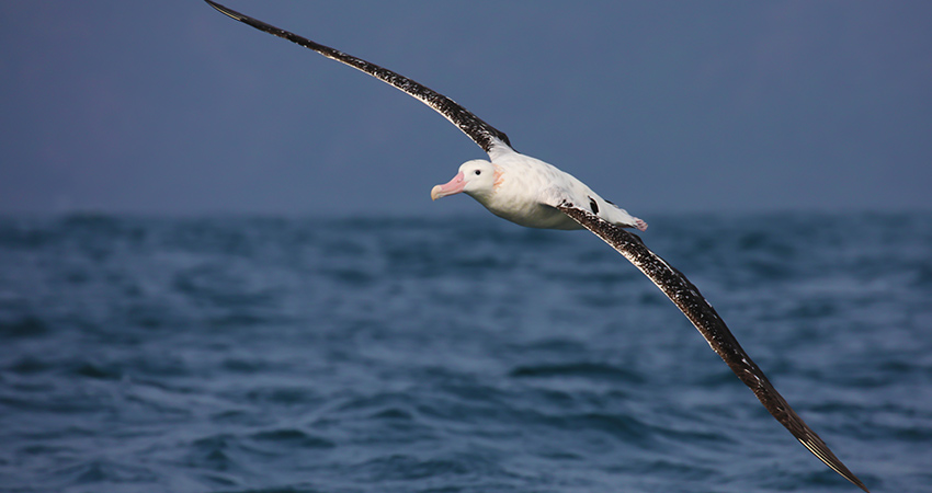 Southern Royal Albatross in flight over New Zealand waters 