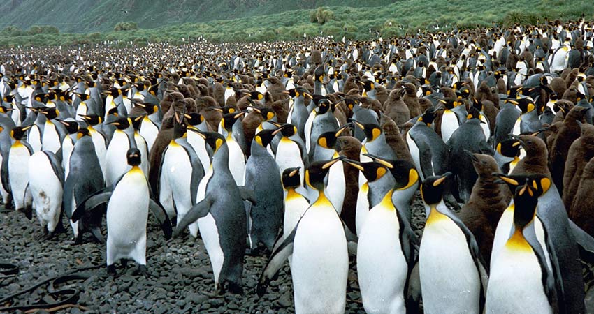 A rockery of King penguins at Lusitania bay on Macquarie island
