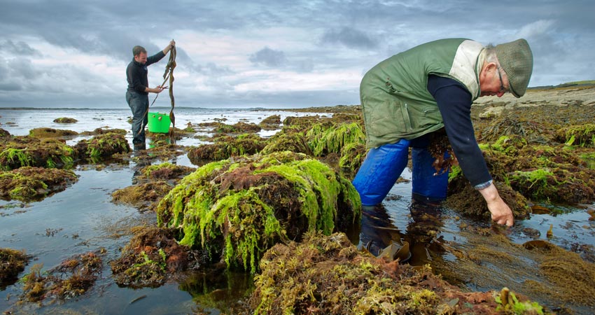Seaweed Foraging Walk