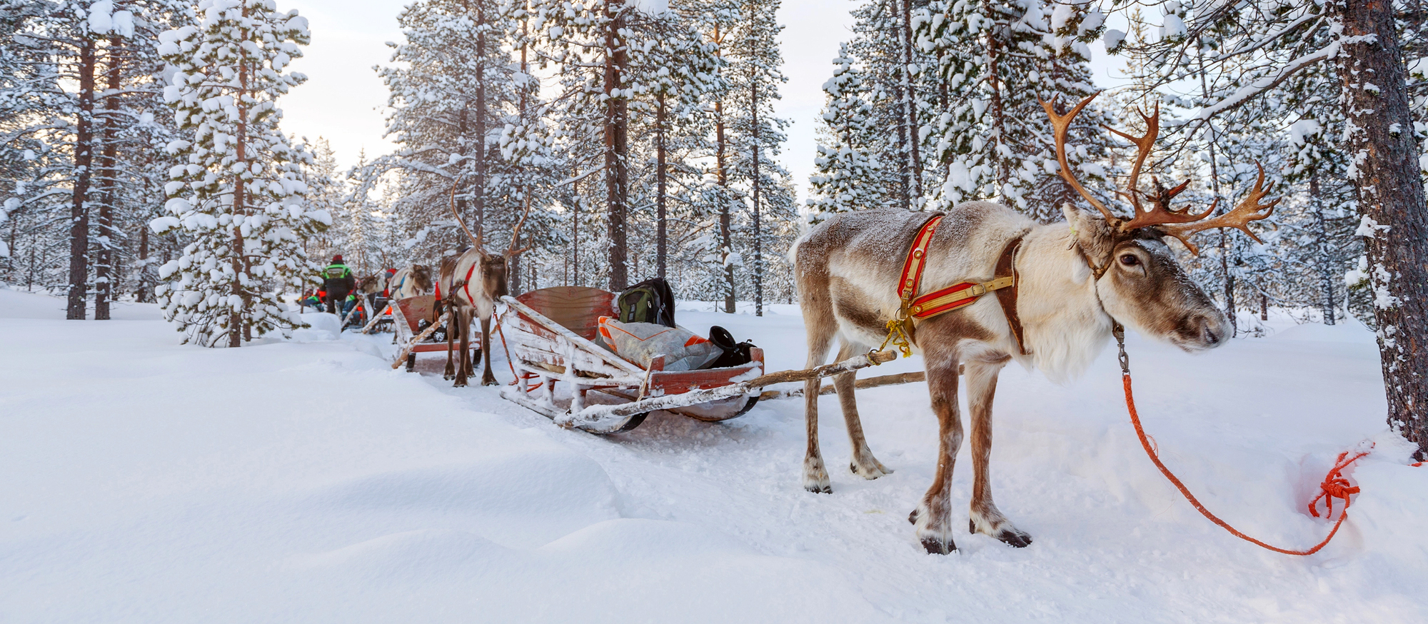 Reindeer safari in Lapland, Finland